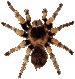 spider