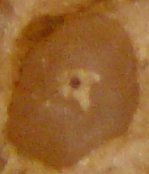 pizza2